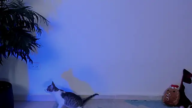 wendymoah online show from 17, 12, 2024