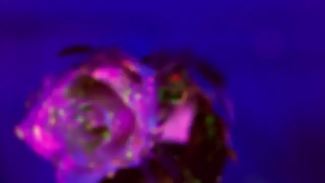 HeyBananas online show from 18, 1, 2026