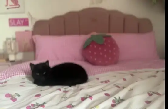 Snapshot of pinkie_piexx chatting on 14, 2, 2025 pinkie piexx online show from 14, 2, 2025