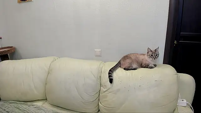 Snapshot of Pawsitive_Panther chatting on 17, 12, 2024 Pawsitive Panther online show from 17, 12, 2024