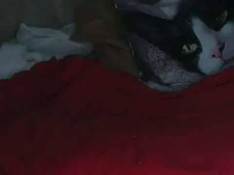 VeneRed online show from 12, 10, 2025