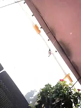 Praga Pink online show from 11, 12, 2024