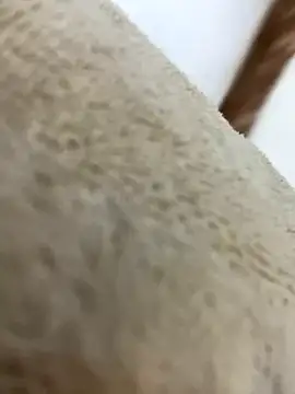 Snapshot of mjnas chatting on 4, 12, 2024 mjnas online show from 4, 12, 2024