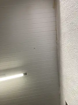 luara1988 online show from 23, 10, 2025