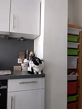 Snapshot of TerrasWildlife chatting on 22, 3, 2025 TerrasWildlife online show from 22, 3, 2025