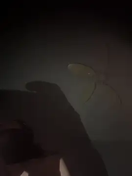 mylovebb online show from 6, 1, 2026