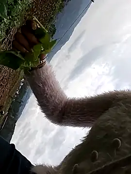 Snapshot of hebe-02 chatting on 26, 10, 2025 hebe-02 online show from 26, 10, 2025