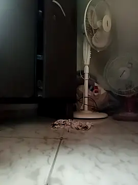 payalchola online show from 14, 3, 2026