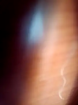 gordiricosv online show from 14, 2, 2026