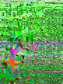 HenriquePhn online show from 6, 2, 2026