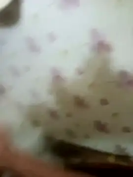 zim200 online show from 12, 4, 2026