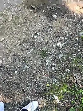 cihan 4141 online show from 20, 10, 2025