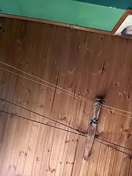 Ridick2025 online show from 15, 11, 2025