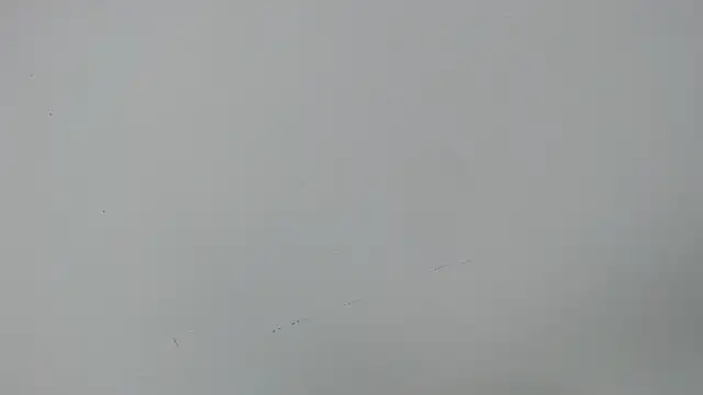 eladyrous98 online show from 17, 12, 2025