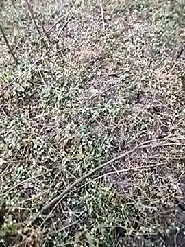 Snapshot of BlackhorseBBC chatting on 5, 12, 2025 BlackhorseBBC online show from 5, 12, 2025