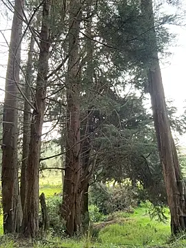 Ninabigtitied online show from 14, 3, 2026