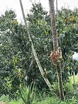 Snapshot of Marco_Vega chatting on 27, 3, 2026 Marco Vega online show from 27, 3, 2026