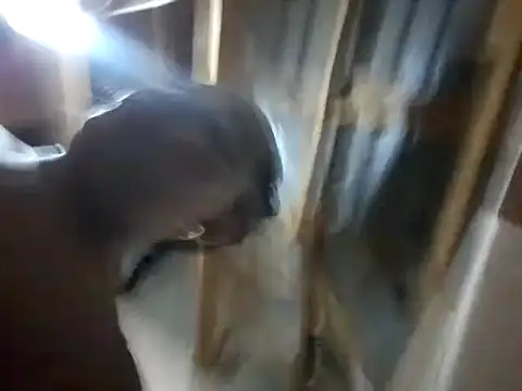 BigAssjuicy26 online show from 27, 10, 2025