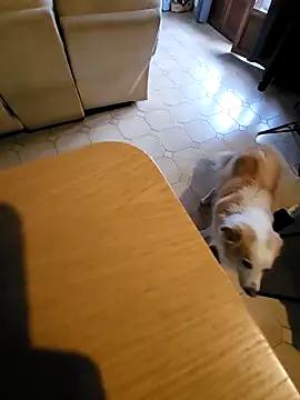 Snapshot of Stingles chatting on 3, 10, 2025 Stingles online show from 3, 10, 2025