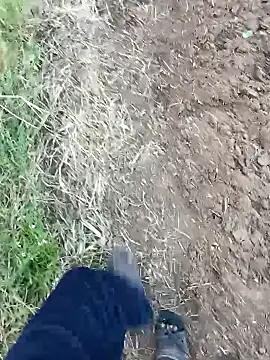 dolphiinn online show from 14, 2, 2026