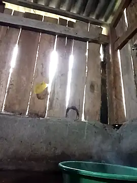 Ngocmi909 online show from 16, 11, 2025