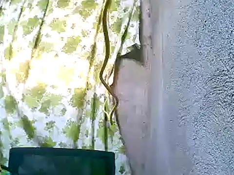 Snapshot of Sweeetgurll chatting on 5, 11, 2025 Sweeetgurll online show from 5, 11, 2025