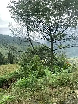 O o UwU o O online show from 6, 11, 2025