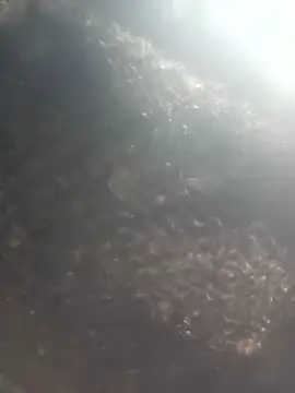 Hot era online show from 8, 1, 2026