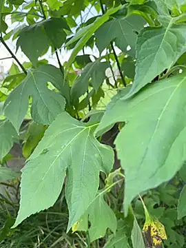 magraocam online show from 9, 4, 2026