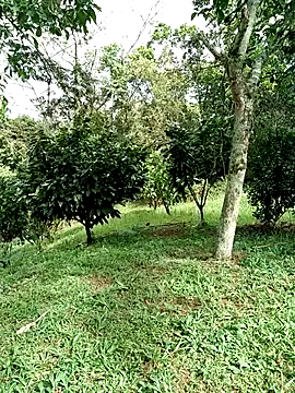 AlphaAlterX online show from 15, 1, 2026