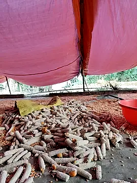 Tin tanny online show from 27, 11, 2025