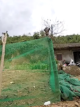 Tin tanny online show from 12, 2, 2026