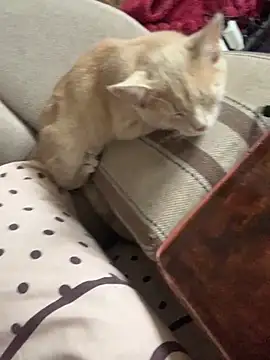 ksenia123 online show from 24, 9, 2025