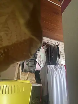 XBODTRIIPX online show from 7, 3, 2026