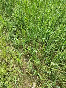 karandeep Bhagat online show from 19, 4, 2026