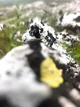 Sert erkek21 ysm online show from 9, 4, 2026