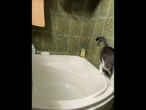 COBRAboySEXxh online show from 8, 2, 2026