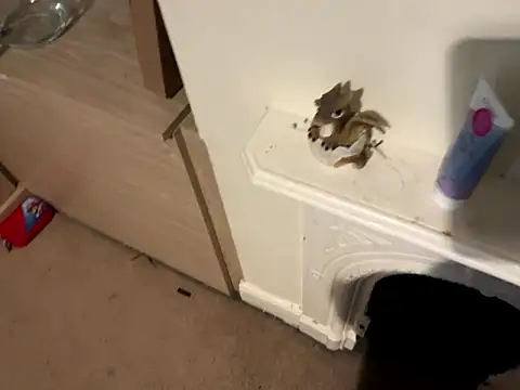 Snapshot of Scarletcum22 chatting on 11, 1, 2026 Scarletcum22 online show from 11, 1, 2026