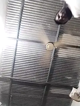 Snapshot of sureshji11 chatting on 29, 10, 2025 sureshji11 online show from 29, 10, 2025