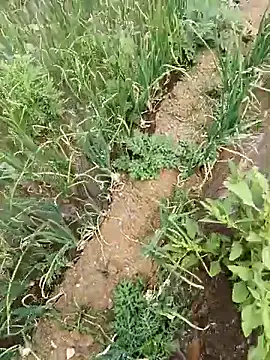 devil boy 0909 online show from 19, 4, 2026