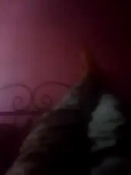 Snapshot of Narwindruners chatting on 3, 11, 2025 Narwindruners online show from 3, 11, 2025