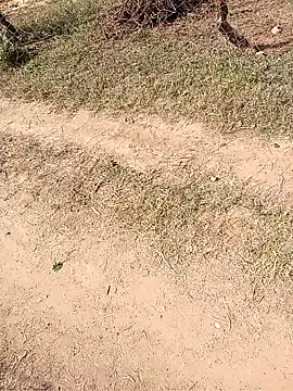 Neetujk online show from 17, 11, 2025