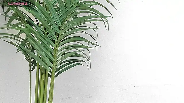 sebastamayo  online show from 9, 1, 2026