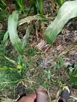 Snapshot of loki-king-143 chatting on 9, 3, 2026 loki-king-143 online show from 9, 3, 2026