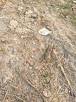 sexloverg7 online show from 15, 12, 2025