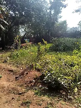 janbi sexe online show from 14, 1, 2026