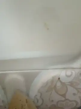 Pagelboy 089 online show from 19, 2, 2026