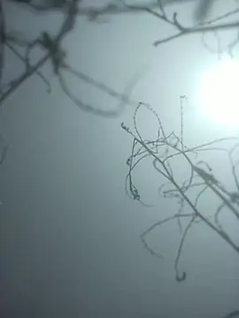 momo loves online show from 9, 1, 2026