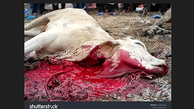 Clima muse online show from 12, 4, 2026