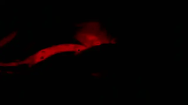 twink gabrielll online show from 12, 1, 2026